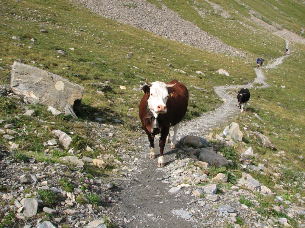TMB-04-2-Cow%20on%20the%20path.jpg